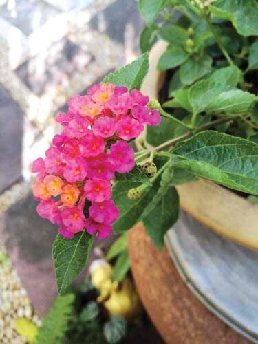 Container Plants That Withstand Shade and Heat